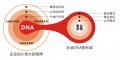 欧派橱柜《培训—企业成功DNA挖掘与复制者 绝对因果关系》